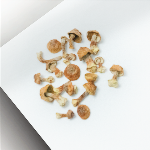 Sai Hing Blaze Mushroom 世兴姬松茸 50g